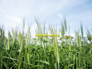 Triticale Straw