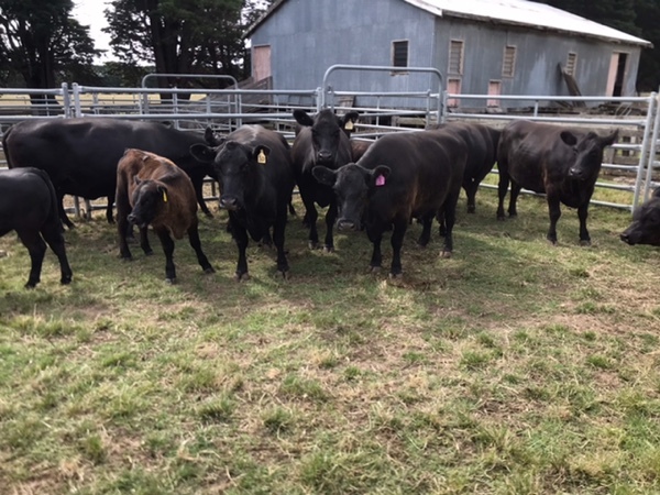 Angus Cows and calves