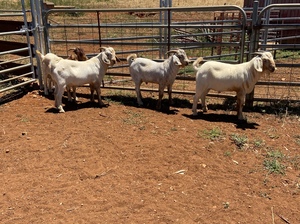 Savannah and Savannah x Boer Billies