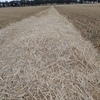 75mt Wheaten Straw 540kg 8x4x3 Bales