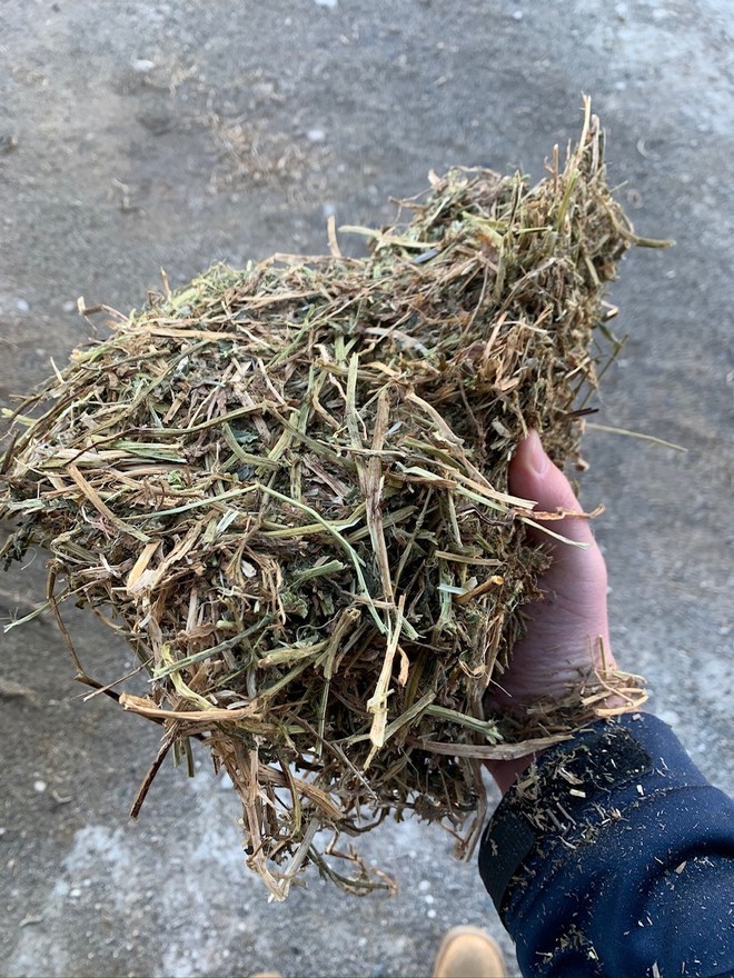 Vetch Hay