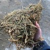 Vetch Hay
