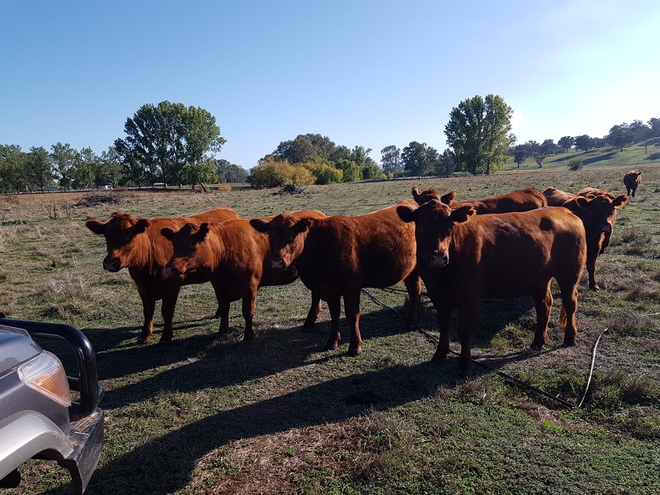 Quiet Red Angus Heifers Ready to join.