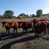 Quiet Red Angus Heifers Ready to join.