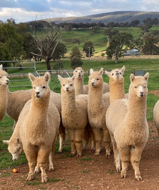 Flock Protecting Wether Alpacas