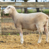 Under Auction - Lot 33 Highlander Ram 190936 (DLE Ram Auction A100 - 10th Sept via Auctionsplus) 