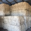 Vetch Hay   26 Bales