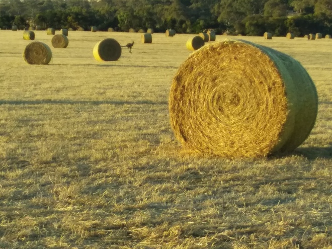 190 x Pasture Hay Rolls