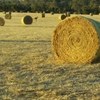 190 x Pasture Hay Rolls