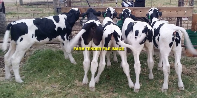 WANTED Dairy heifer calves -Holstein 