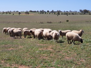 20 WELL BRED 1ST X EWES