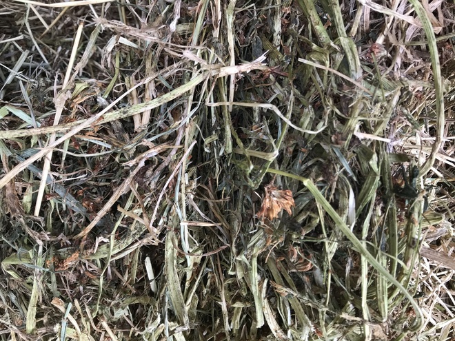 200 x 5x4 Shaftal Clover and Rye Grass Rolls