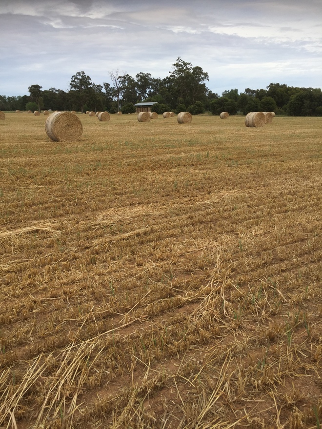 Oaten Hay Rolls  Price is per ton