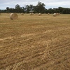 Oaten Hay Rolls  Price is per ton