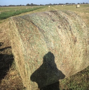 hay for sale