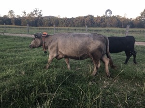 Murray Grey breeders