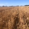 Oat straw 