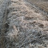 Barley Straw 8x4x3 approx. 430kg bale (19/20 Season)