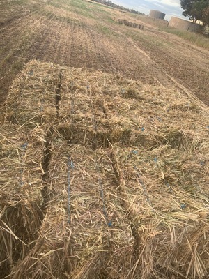 Rye Clover Small Squares. 3000 Bales