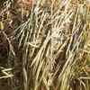 1 x B-Double Load of Barley Hay