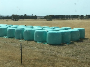 Oats and Ryegrass Silage 