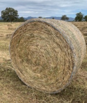Clover & Ryegrass Hay Round Bales