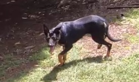 8 Month Old Kelpie Pup Registered with the WKC.