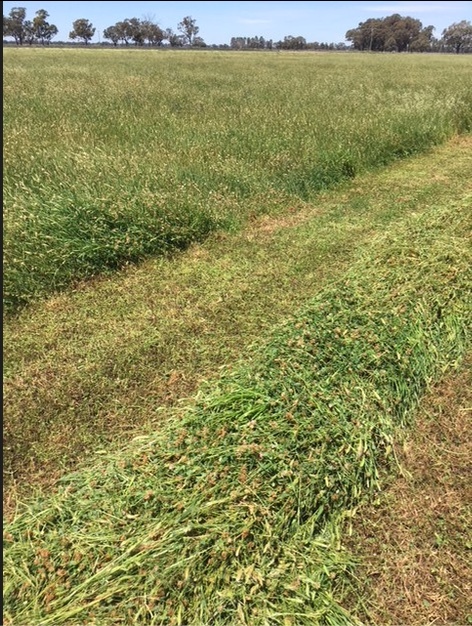 Sub Clover & Rye hay for sale.