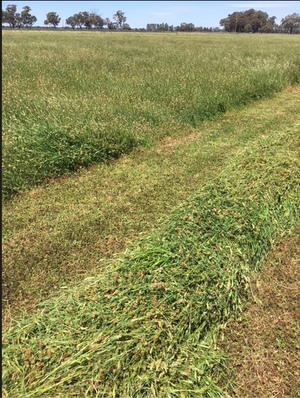 Sub Clover & Rye hay for sale.
