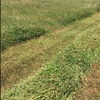 Sub Clover & Rye hay for sale.