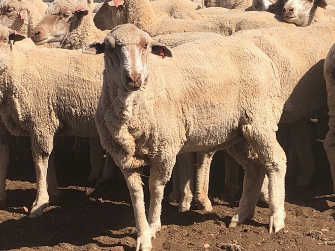 305 x Merino Ewes 4 year olds