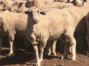 305 x Merino Ewes 4 year olds