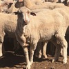 305 x Merino Ewes 4 year olds
