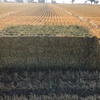 Wheaten Hay 8x4x3 Bales 'New Season'