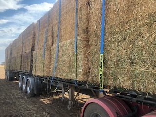 Canola Hay 500kg 8x4x3 Bales