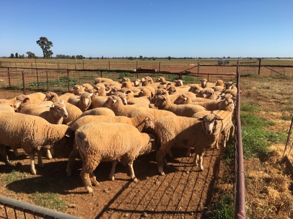 First Cross Ewes x 70