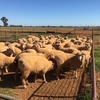 First Cross Ewes x 70