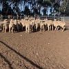 45 1st X Ewe Lambs