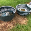 3 x small water troughs - price for all 3