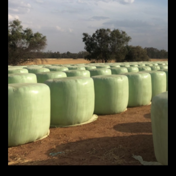 BARLEY SILAGE FOR SALE 