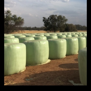 BARLEY SILAGE FOR SALE