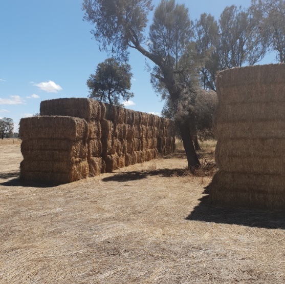 Ryegrass/wheat/clover hay