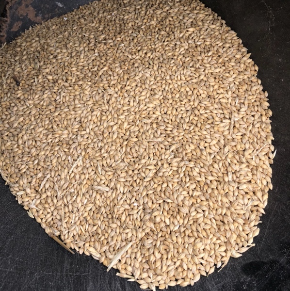 Barley, Spart Malt
