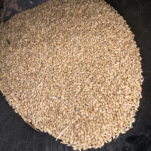 Barley, Spart Malt