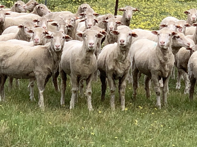 115 two year old merino ewes