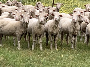 115 two year old merino ewes