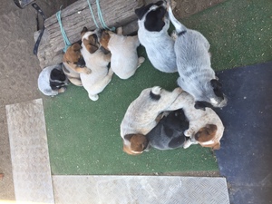 Red and Blue Heeler Pups For Sale