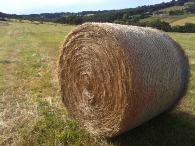 Pasture Hay 5x4 Round Bales