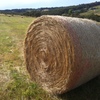 Pasture Hay 5x4 Round Bales