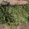 Lucerne / Teff Grass Small Square Bales